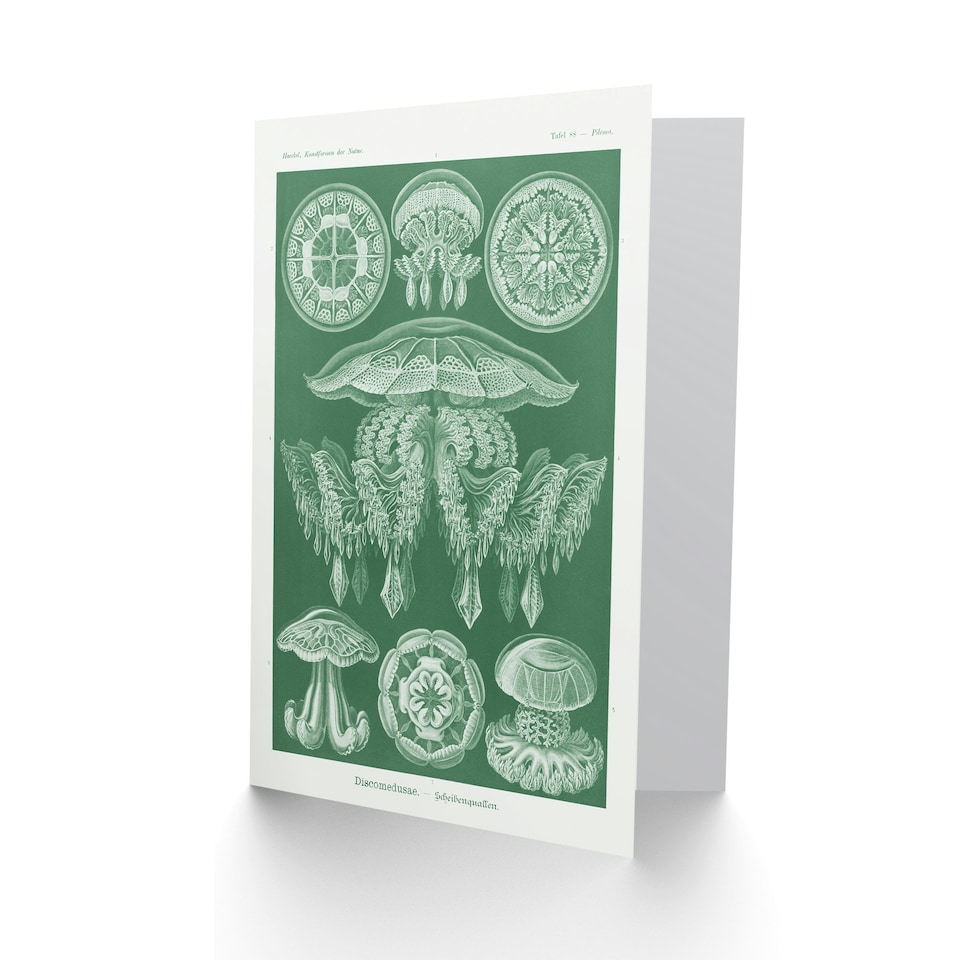 image 1 of Ernst Haeckel Art Card Discomedusae Jellyfish Species