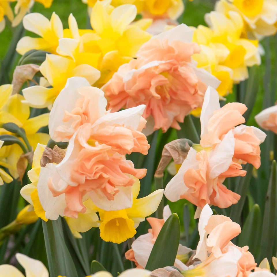 image 1 of Marshalls Garden Daffodil Bulbs Apricot Whirl - 10 Bulbs