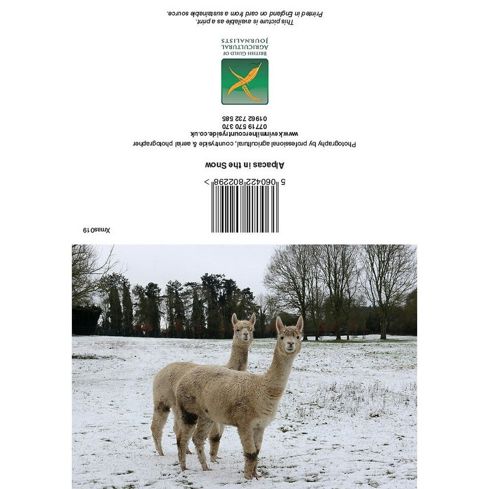 Kevin Milner Alpacas In The Snow Christmas Card - Multicoloured - One Size