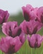 image 3 of Poppy Hungarian Blue Bread Seed Hardy Annual Flower Seeds Easy Grow Ornamental Culinary Edible 1x Seed Packet