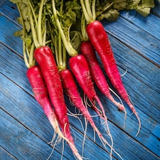 Radish Long Scarlet Seeds Fast-Growing Carrot-Shaped Crunchy Punchy Flavor - Ideal for Salads & Snacking