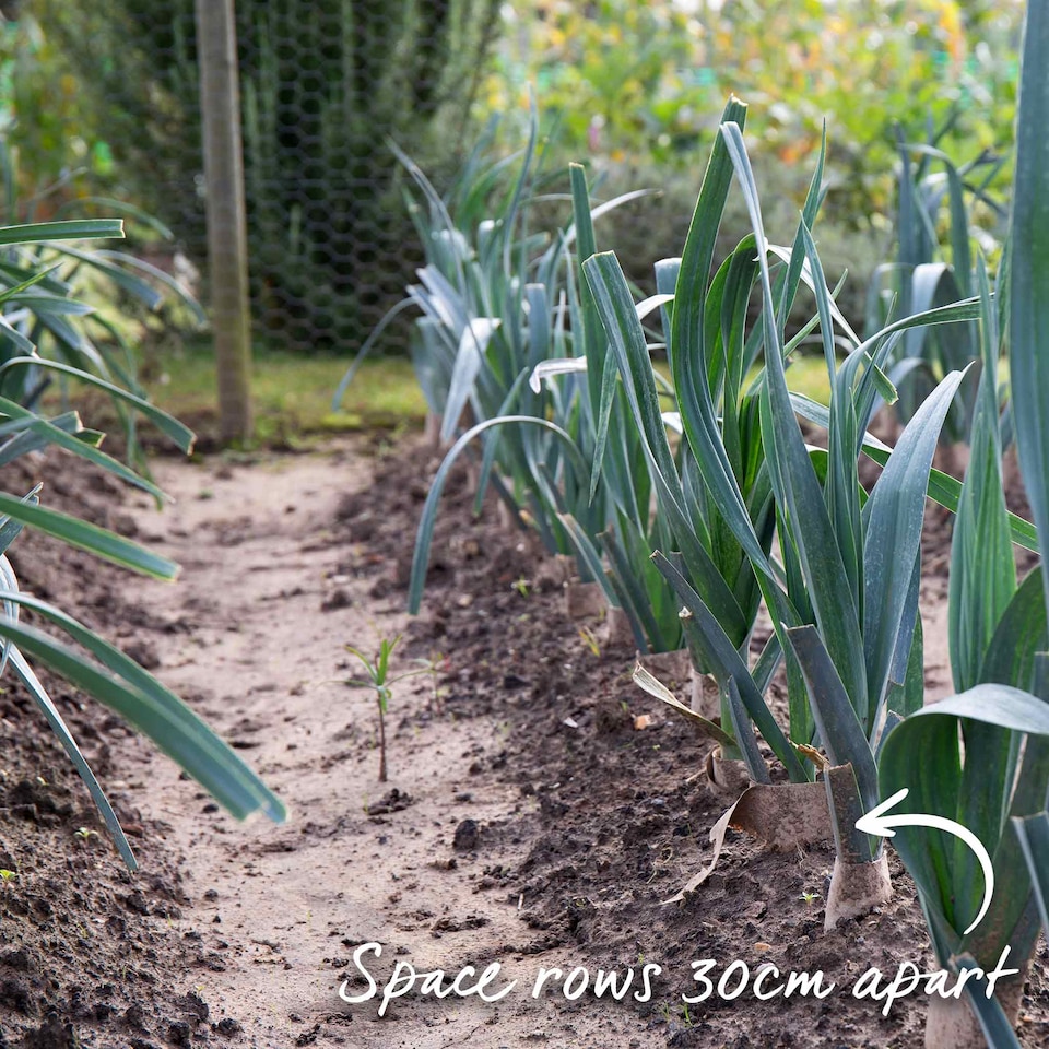 image 1 of Marshalls Garden Leek Seeds 'Batter' F1 40 seeds