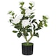 image 1 of HOMCOM 65cm Artificial Camellia Flower Plant with 116 Lush Leaves