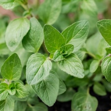 Carbeth Plants Oregano Herb Plant in 14cm Pot - Oreganos for Culinary Use - Ready to Plant