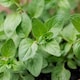 image 1 of Carbeth Plants Oregano Herb Plant in 14cm Pot - Oreganos for Culinary Use - Ready to Plant
