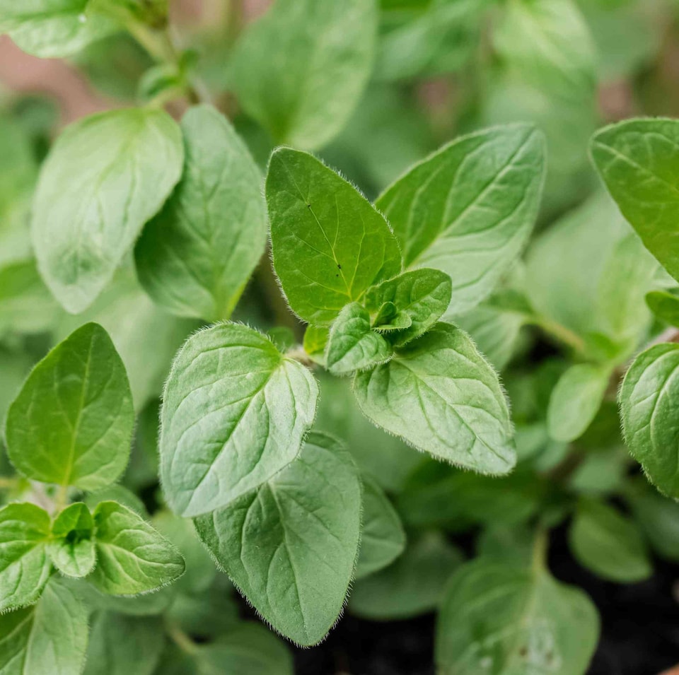 image 1 of Carbeth Plants Oregano Herb Plant in 14cm Pot - Oreganos for Culinary Use - Ready to Plant