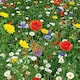 image 6 of Pronto Seed Pure Wildflower Seed Mix 100g, Covers 100m²