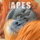 image 1 of Apes 2026 Calendar | Square Wall Calendar | Animal Gift | Plastic Free Packaging | by Avonside Publishing