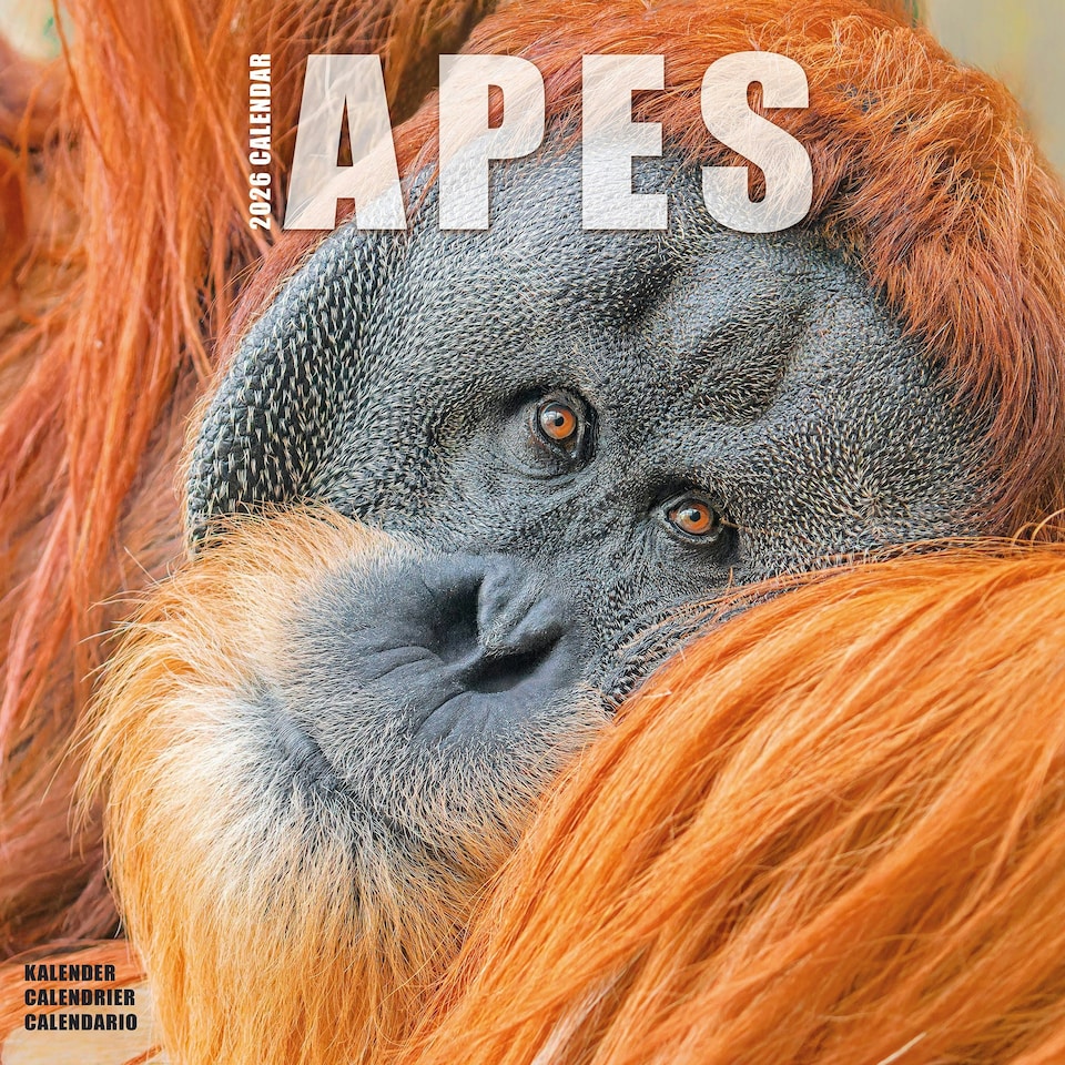 image 1 of Apes 2026 Calendar | Square Wall Calendar | Animal Gift | Plastic Free Packaging | by Avonside Publishing
