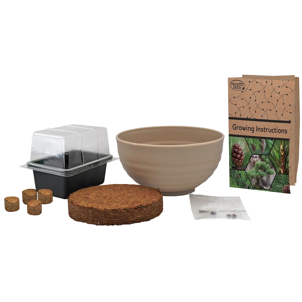 image 1 of Pronto Seed Bonsai Grow Your Own Bonsai Kit - Pine Tree Starter Set in Plastic Pot