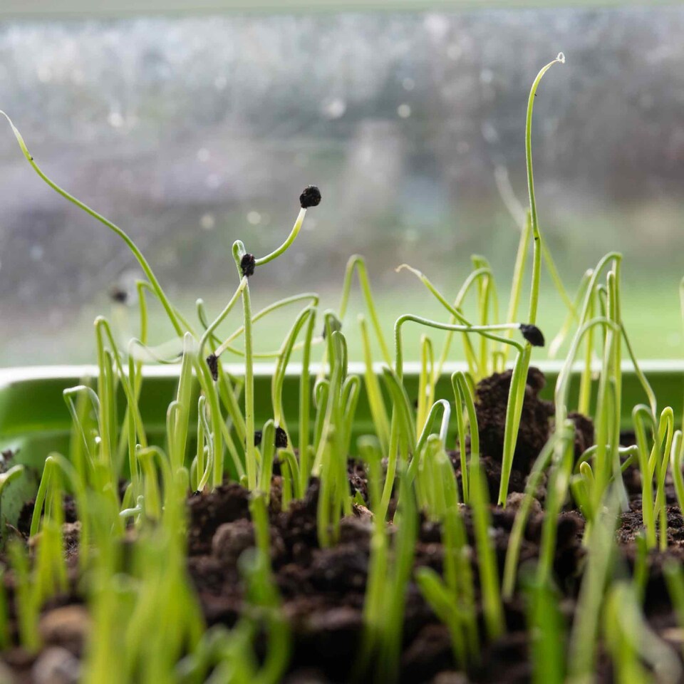 image 1 of Marshalls Garden Leek Seeds 'Terminal' Early Variety 300 Seeds