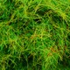 image 2 of Gaugemaster Scenics Spring Meadow 2.5mm Static Grass 30g (GM170)