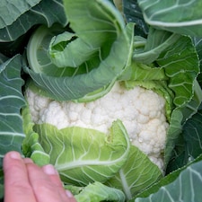 Marshalls Garden Cauliflower Seeds Skywalker - Cold-tolerant, 20 Seeds | Green | White