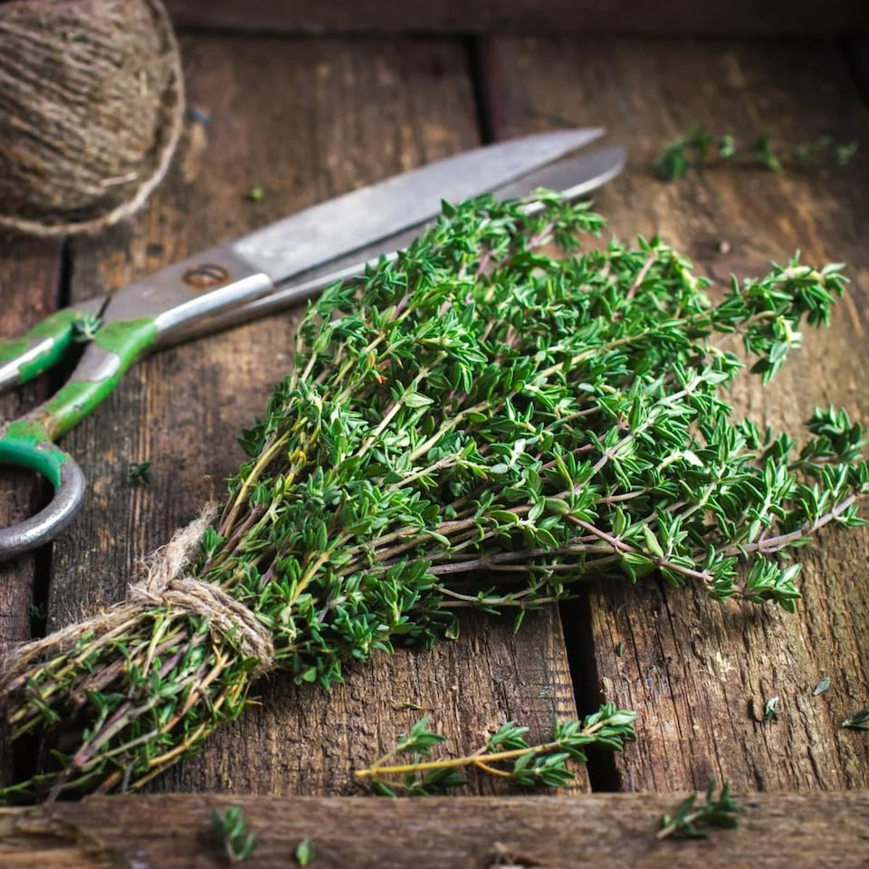 Carbeth Plants Thyme Herb Plant in 25cm Pot - Fresh Culinary Herbs for Garden, Patio & Kitchen