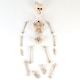 image 5 of Halloween Prop Movable Skeleton Hanging Decoration 50cm