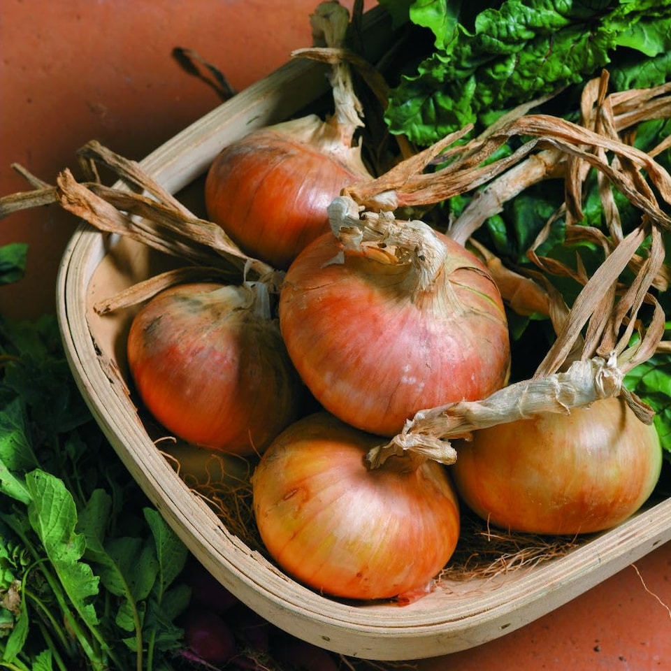 image 1 of Senshyu Semi-Globe Yellow Onion Seeds - Early Maturing Japanese Straw-Coloured Bulbs Excellent Flavour Reliable Crop