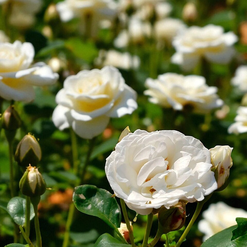 image 1 of Carbeth Plants Kristal Rose - White Floribunda Rose Bush in 3 Litre Pot - Pollinator Friendly