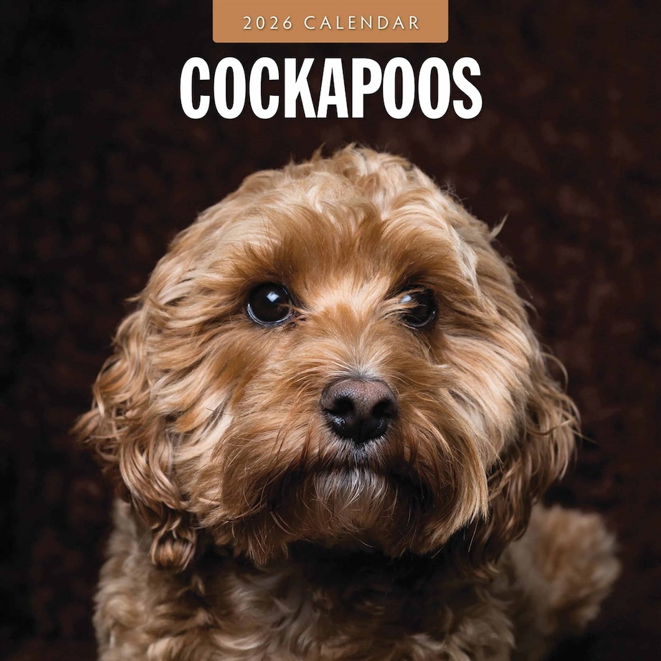 image 1 of Cockapoos Calendar 2026, Wall Calendars, Month To View, Dogs, Gift