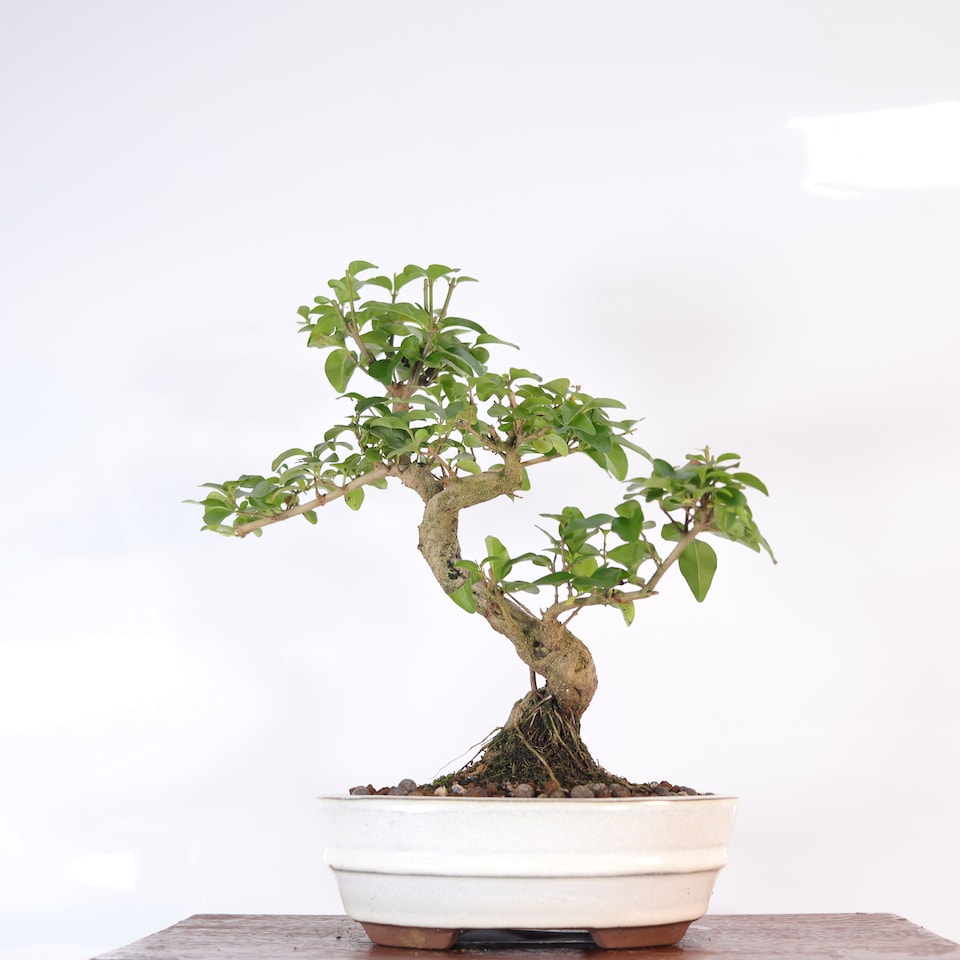 image 1 of Yorkshire Bonsai Chinese Privet (Ligustrum Sinense) Bonsai Tree Shaped In 20cm Pot Superb