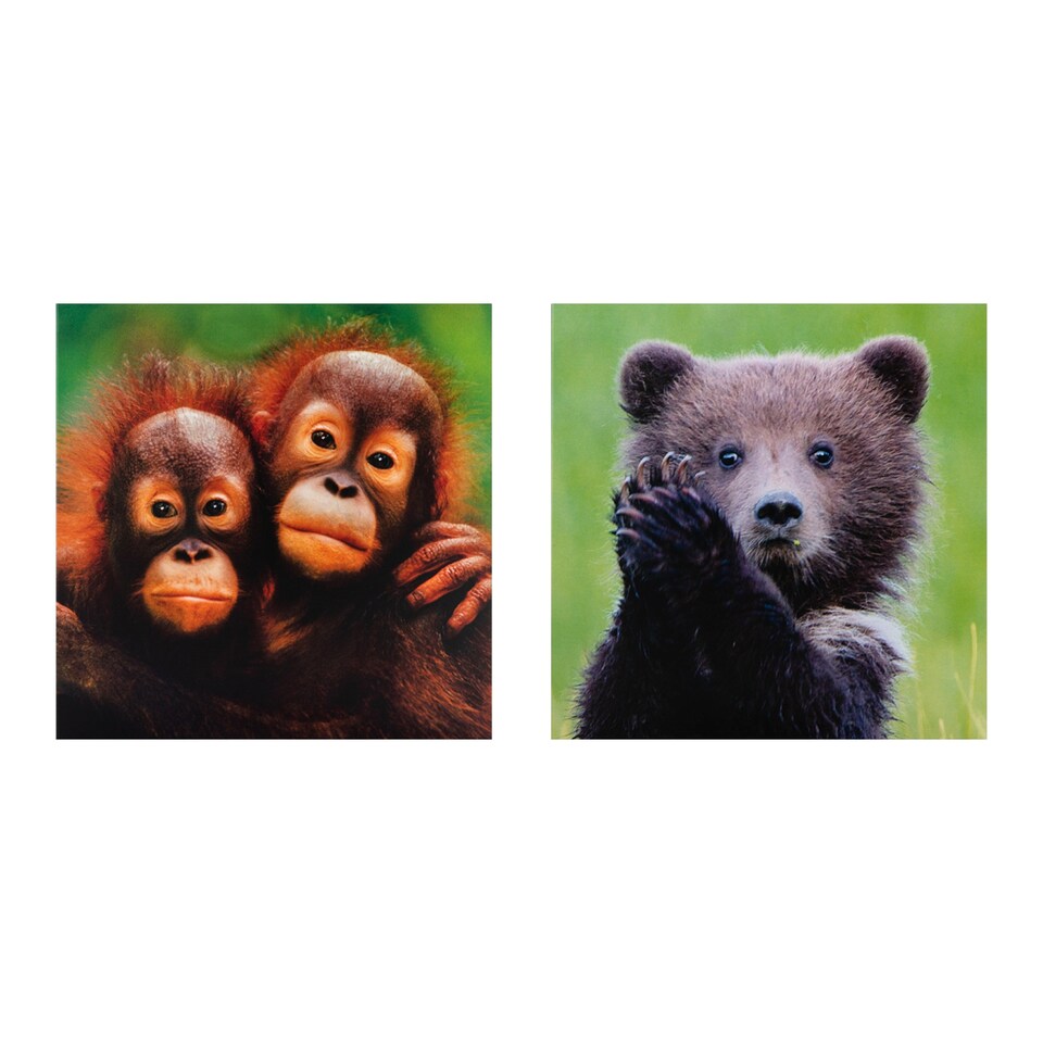 image 1 of National Geographic Photographic Animals Pack of 10 in 5 Designs Birthday Thank You Blank Cards