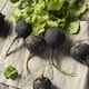 image 1 of Radish Black Spanish Round - Hardy Heritage Winter Vegetable Crisp White Flesh Black Skin Easy Grow