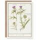 image 1 of Anselmus de Boodt Art Card Thistle and Artichoke Flowers