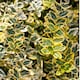 image 2 of Euonymus Emerald Gold Evergreen Shrub 6 Pack 10.5cm | Multi