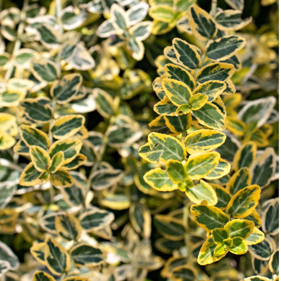 image 1 of Euonymus Emerald Gold Evergreen Shrub 6 Pack 10.5cm | Multi