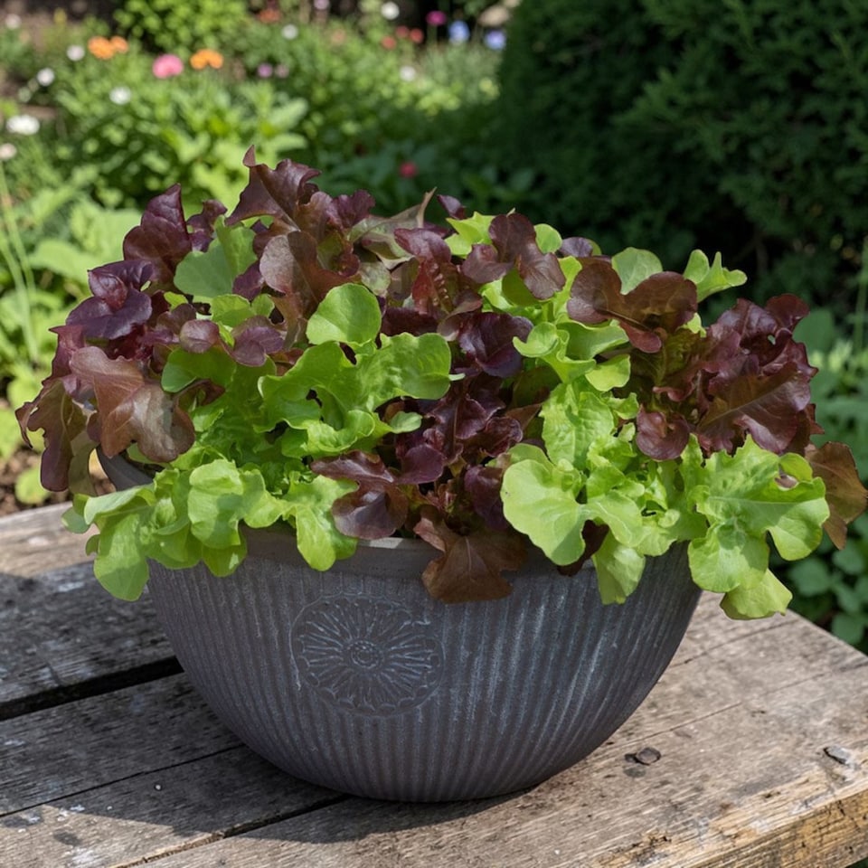image 1 of Carbeth Plants Lettuce Mixed Vegetable Plant - 6 pack - Easy Grow Kitchen Garden