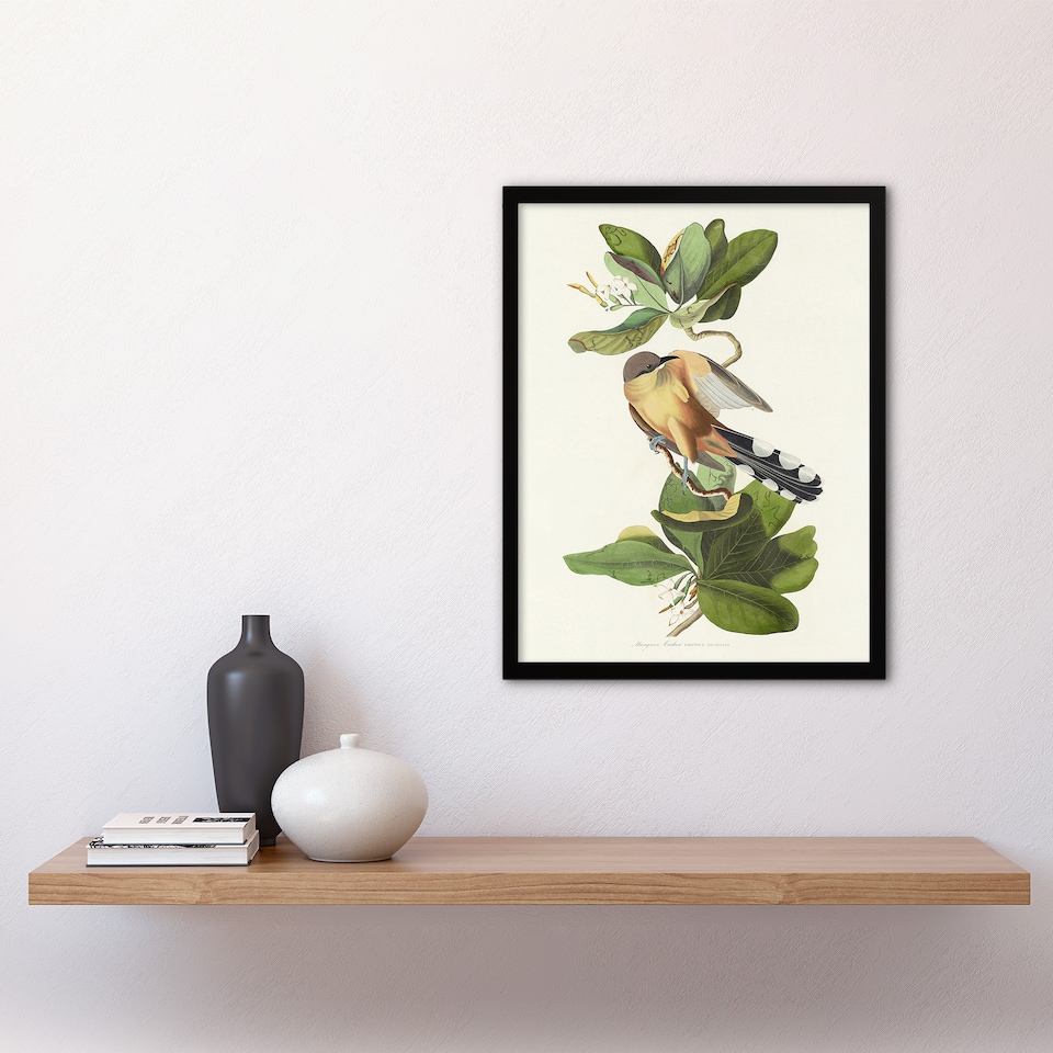 image 1 of Mangrove Cuckoo Apple Flower Audubon Nature Framed Wall Art Print 12X16"