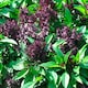 image 2 of Herb Basil Thai