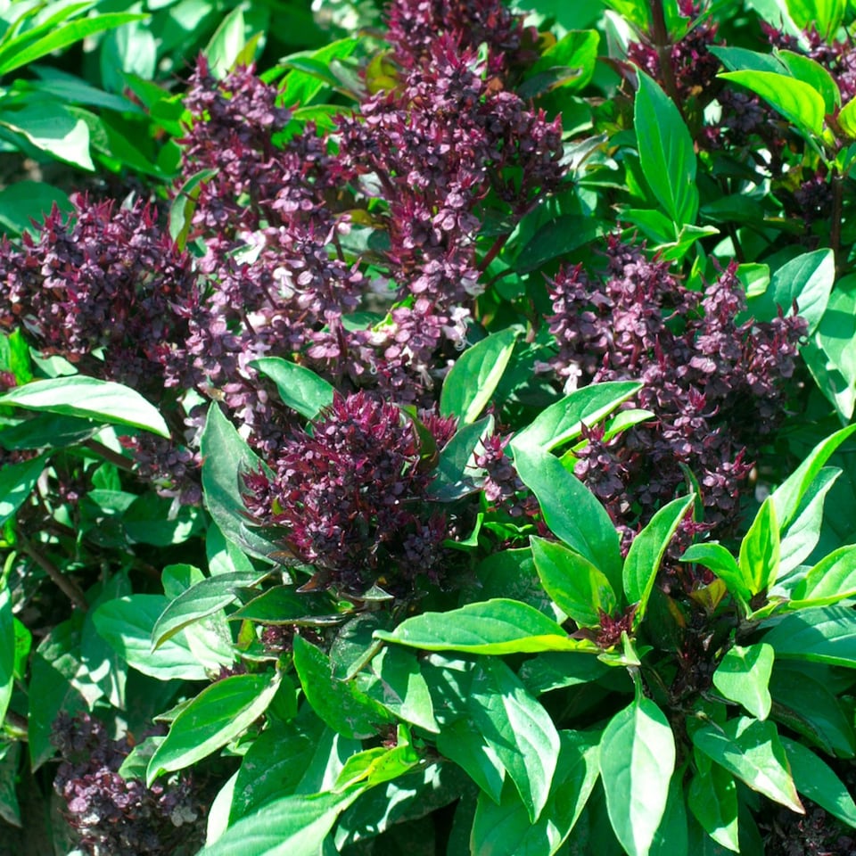 image 1 of Herb Basil Thai