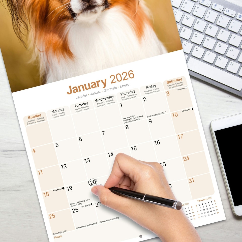 image 1 of Papillon 2026 Calendar | Square Wall Calendar | Dog Breed Gift | Plastic Free Packaging | by Avonside Publishing