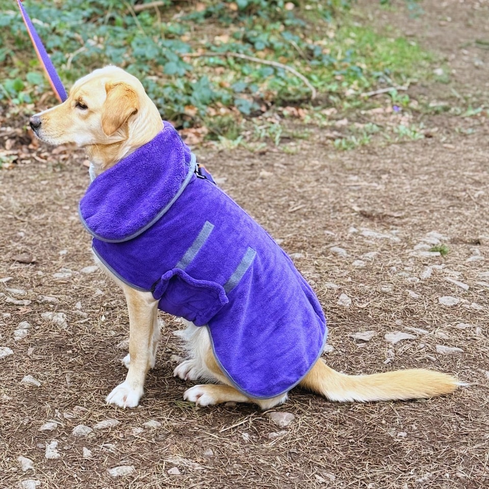 image 1 of Henry Wag Small Purple Dog Drying Coat