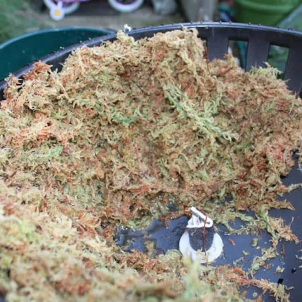 image 1 of Gardman Fresh Sphagnum Moss Large | Multi | Large