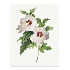 Hibiscus Flower Illustration Redoute Vintage Huge Wall Art Print 18X24 In