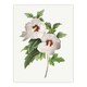 image 1 of Hibiscus Flower Illustration Redoute Vintage Huge Wall Art Print 18X24 In