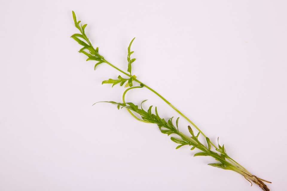 image 1 of Water Sprite (Ceratopteris thalictroides) - Live Aquarium Plant for Background Planting, Low Light - Fish Tank Plant