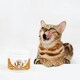 image 6 of Probiotics & Hairball Chews