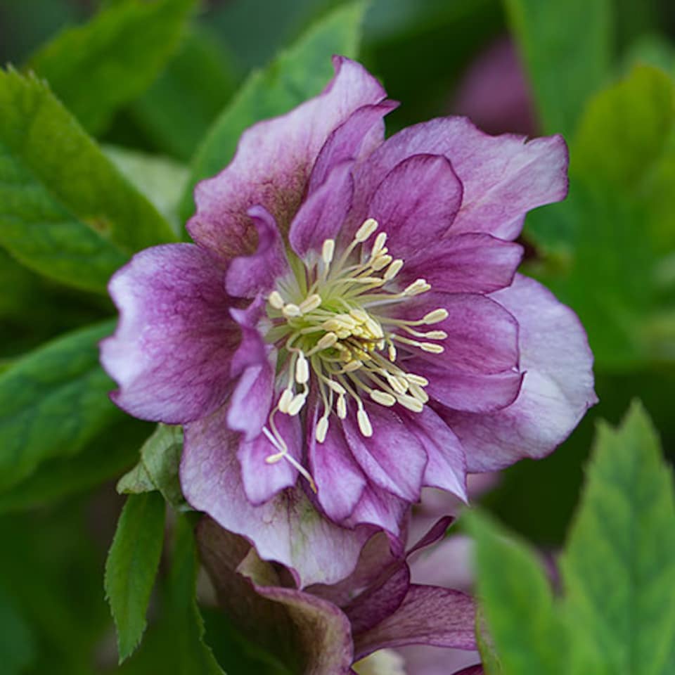image 1 of YouGarden Hellebore 'Double Queen', Set of 6 Mixed Plug Plants, Winter and Spring Flowering, Ready to Pot or Plant Out
