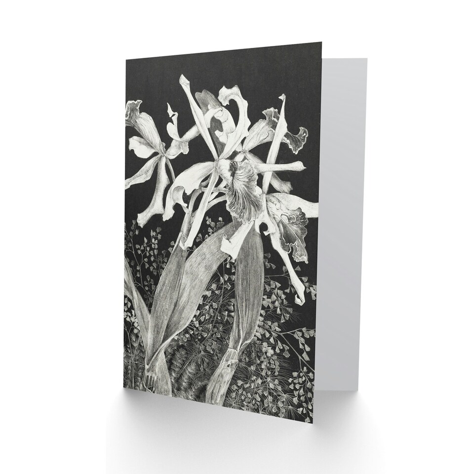 image 1 of Theo van Hoytema Art Card Orchids Black and White Floral
