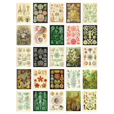 Botanical Aesthetic Haeckel Colourful Art Set of 50 Unframed A6 Prints