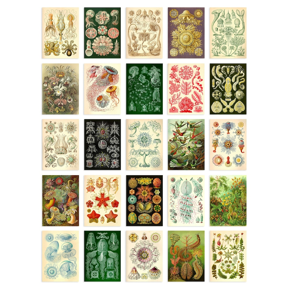 image 1 of Botanical Aesthetic Haeckel Colourful Art Set of 50 Unframed A6 Prints
