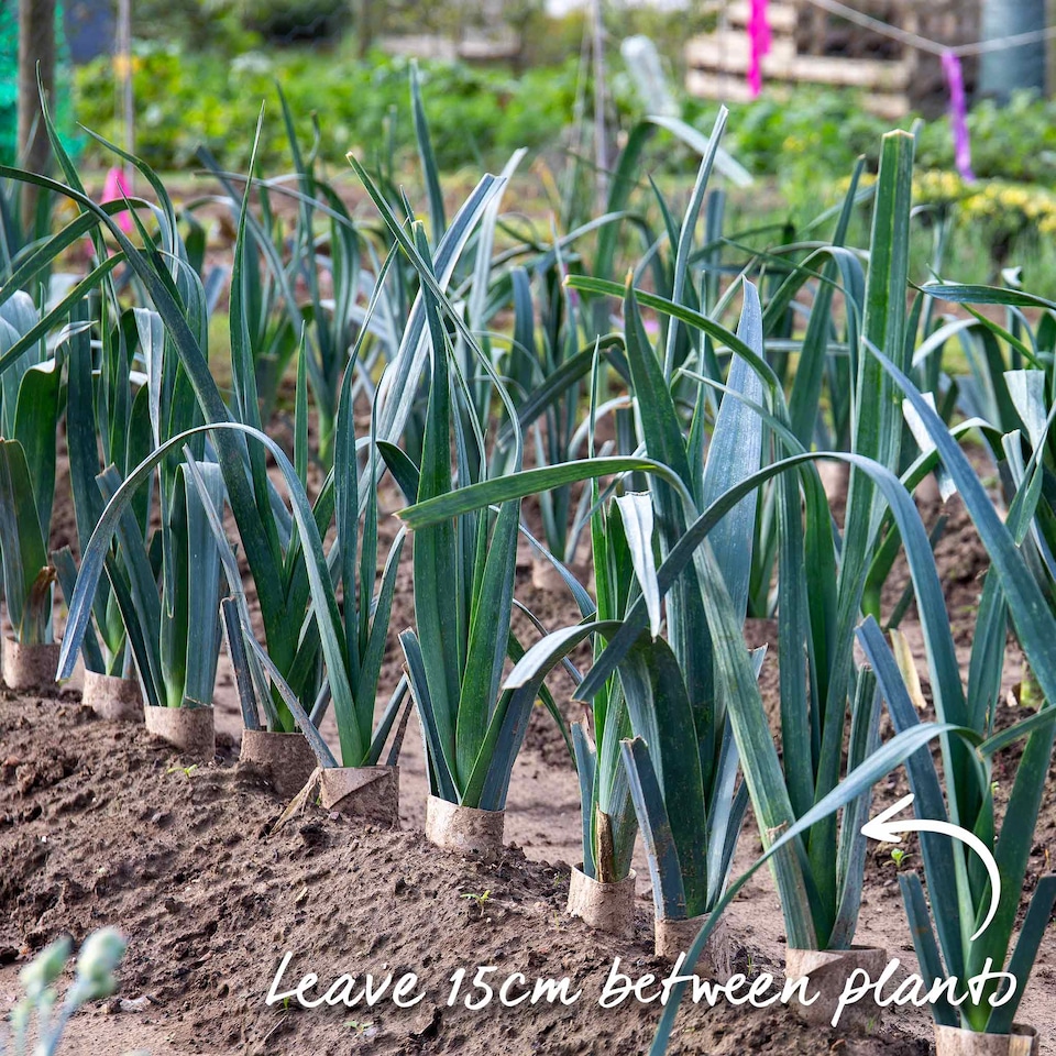 image 1 of Marshalls Garden Leek Seeds 'Lancaster' F1, 50 Seeds