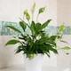 image 1 of Carbeth Plants Spathiphyllum Peace Lily Plant in 9cm Pot - Easy Care Houseplant - Ideal for Home or Office | White | 1