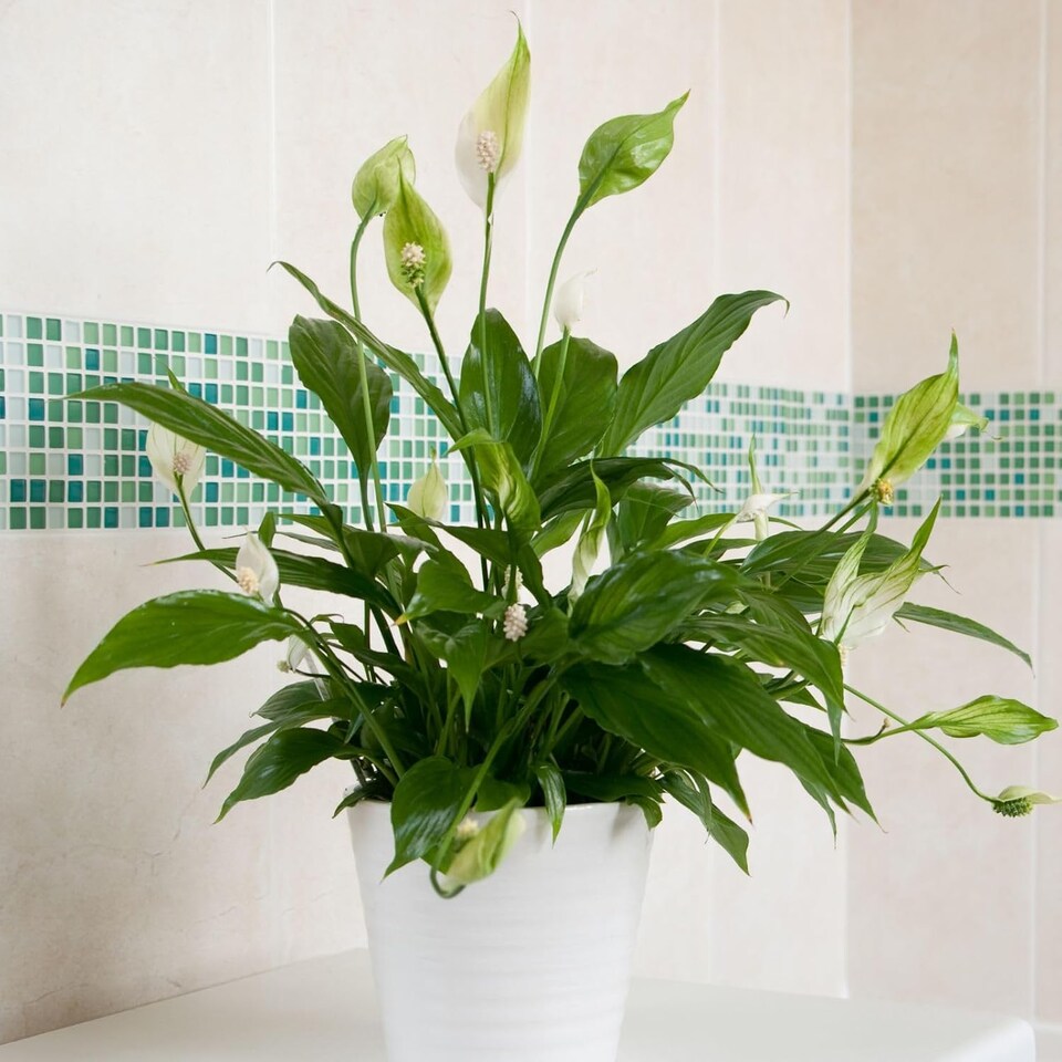 image 1 of Carbeth Plants Spathiphyllum Peace Lily Plant in 9cm Pot - Easy Care Houseplant - Ideal for Home or Office | White | 1