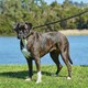 image 3 of Weatherbeeta Padded Leather Dog Collar - Black - S