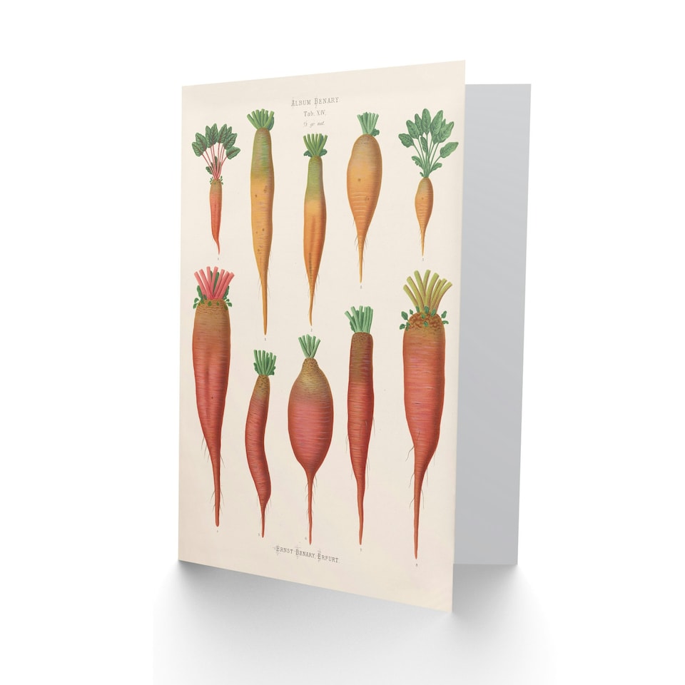 image 1 of Ernst Benary Art Card Mangold Wurzels Field Beet Varieties