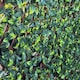 image 1 of True Products Premium Expanding Trellis Fence - Artificial Gardenia Foliage Garden Wall Screening
