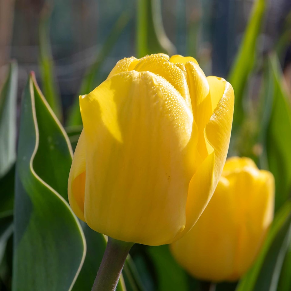 image 1 of Marshalls Garden Tulip Bulbs 'World Friendship' – Primrose Yellow, Pack of 10